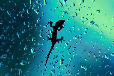 Macro closeup of a geko resting on a window indoors, while raining outside. The glass is wet with rain drops Stock Photo - Budget Royalty-Free & Subscription, Code: 400-08223658