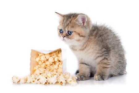simsearch:400-06334001,k - persian kitten in front of white background Foto de stock - Super Valor sin royalties y Suscripción, Código: 400-08254278
