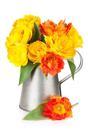 simsearch:400-08036453,k - Colorful tulips in watering can. Isolated on white background Stock Photo - Budget Royalty-Free & Subscription, Code: 400-08254359