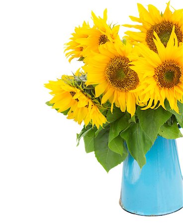 simsearch:400-08131611,k - bouquet of bright sunflowers in blue pot close up isolated on whute Stock Photo - Budget Royalty-Free & Subscription, Code: 400-08254574