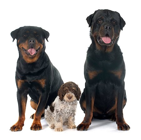 simsearch:400-08615864,k - rottweilers and logotto romagnolo in front of white background Stock Photo - Budget Royalty-Free & Subscription, Code: 400-08254647