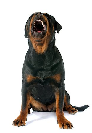 simsearch:400-04390796,k - purebred rottweiler in front of white background Photographie de stock - Aubaine LD & Abonnement, Code: 400-08254642