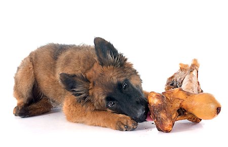 puppies eating - puppy Belgian Shepherd Tervuren and bone in front of white background Stock Photo - Budget Royalty-Free & Subscription, Code: 400-08254656