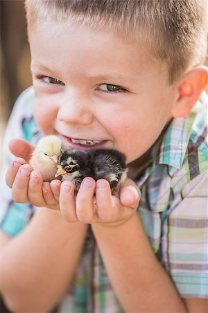 Handsome caucasian boy smiling and holding chicks Foto de stock - Super Valor sin royalties y Suscripción, Código: 400-08255181