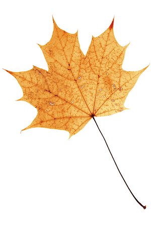 simsearch:400-07675553,k - Beautiful golden dry maple leaf isolated on white background Stock Photo - Budget Royalty-Free & Subscription, Code: 400-08255208