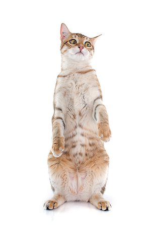 simsearch:400-08254278,k - tabby cat in front of white background Photographie de stock - Aubaine LD & Abonnement, Code: 400-08255227