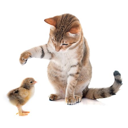 simsearch:400-08553329,k - tabby cat and chick in front of white background Stock Photo - Budget Royalty-Free & Subscription, Code: 400-08255232