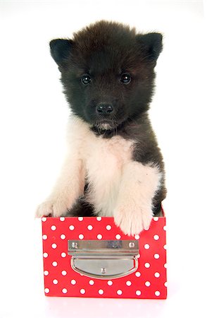 american akita puppy in front of white background Stock Photo - Budget Royalty-Free & Subscription, Code: 400-08255248