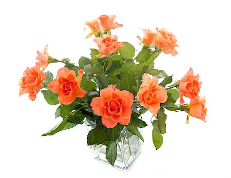 roses flowers in front of white background Foto de stock - Super Valor sin royalties y Suscripción, Código: 400-08255241
