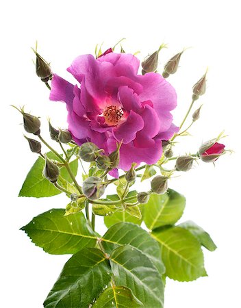 roses flowers in front of white background Foto de stock - Super Valor sin royalties y Suscripción, Código: 400-08255242