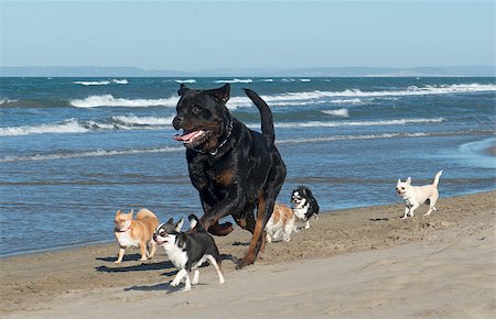 running rottweiler - running chihuahuas and rottweiler on a beach Stock Photo - Budget Royalty-Free & Subscription, Code: 400-08255906