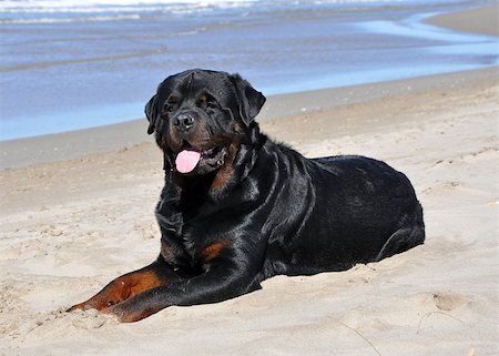 dog lying down black - rottweiler on the beach laid down in the sand Stock Photo - Budget Royalty-Free & Subscription, Code: 400-08255909