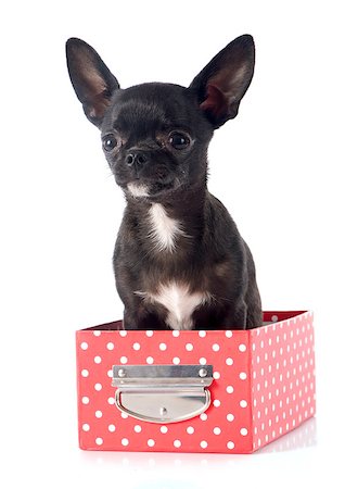 puppy chihuahua in front of white background Stock Photo - Budget Royalty-Free & Subscription, Code: 400-08256925