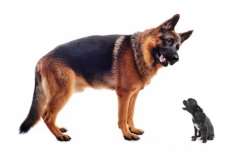 simsearch:400-04611917,k - purebred german shepherd  and chihuahua on a white background Photographie de stock - Aubaine LD & Abonnement, Code: 400-08257617