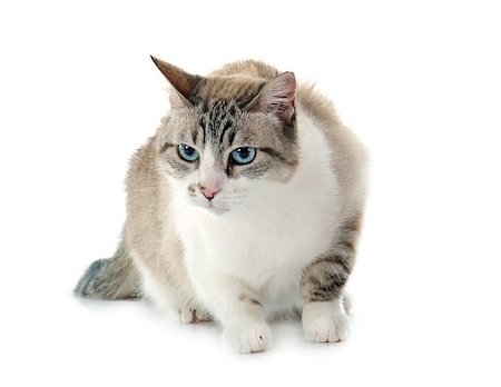 simsearch:400-06066465,k - siamese cat in front of white background Photographie de stock - Aubaine LD & Abonnement, Code: 400-08257620