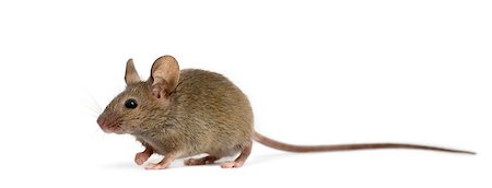 simsearch:400-08258583,k - Wood mouse in front of a white background Photographie de stock - Aubaine LD & Abonnement, Code: 400-08258579