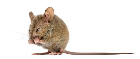 simsearch:400-08258583,k - Wood mouse cleaning itself in front of a white background Photographie de stock - Aubaine LD & Abonnement, Code: 400-08258588