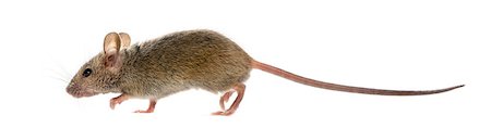 simsearch:400-07255752,k - Wood mouse in front of a white background Photographie de stock - Aubaine LD & Abonnement, Code: 400-08258583