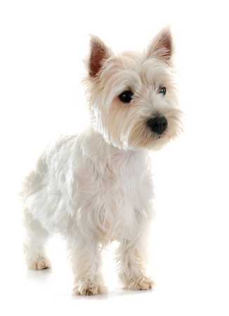simsearch:400-04446187,k - west highland terrier in front of white background Photographie de stock - Aubaine LD & Abonnement, Code: 400-08258697