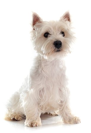 simsearch:400-04446187,k - west highland terrier in front of white background Photographie de stock - Aubaine LD & Abonnement, Code: 400-08258698
