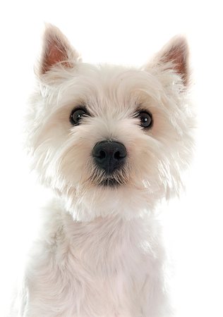 simsearch:400-04446187,k - west highland terrier in front of white background Photographie de stock - Aubaine LD & Abonnement, Code: 400-08258699