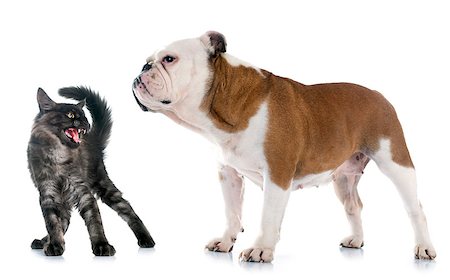 simsearch:400-08258693,k - english bulldog and angry cat in front of white background Stock Photo - Budget Royalty-Free & Subscription, Code: 400-08258693