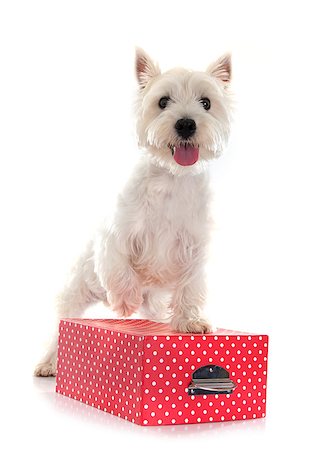 simsearch:400-04446187,k - west highland terrier in front of white background Photographie de stock - Aubaine LD & Abonnement, Code: 400-08258706