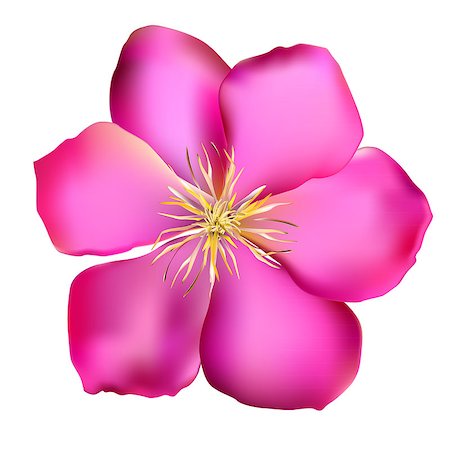 Pink Clematis. Isolated on White Background. Vector Illustration EPS10 Foto de stock - Super Valor sin royalties y Suscripción, Código: 400-08258906