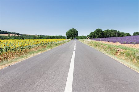 simsearch:400-07524978,k - country road with sunflowers and lavender  at summer day Photographie de stock - Aubaine LD & Abonnement, Code: 400-08259162