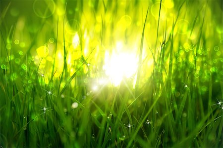 Green grass at sunrise. Clouseup scene. Fotografie stock - Microstock e Abbonamento, Codice: 400-08250199