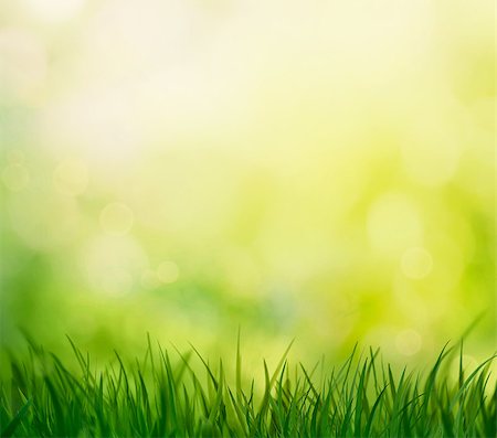 Spring grass. Blur background. Summer nature. Bokeh blurred background. Stock Photo - Budget Royalty-Free & Subscription, Code: 400-08250250