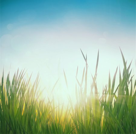 Spring grass. Blur background. Summer nature. Bokeh blurred background. Stockbilder - Microstock & Abonnement, Bildnummer: 400-08250284