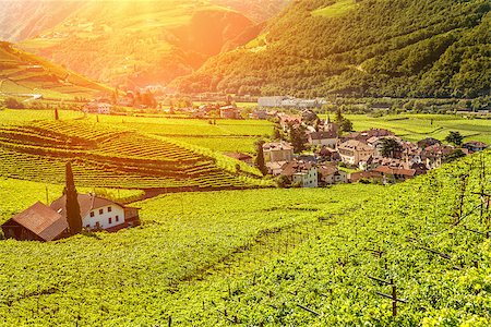 Beautiful sunset view over a vineyard in Bolzano, Italy Foto de stock - Super Valor sin royalties y Suscripción, Código: 400-08250724