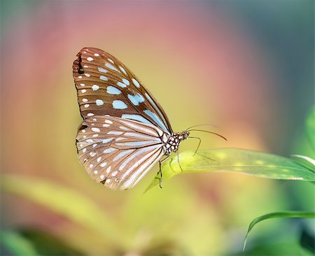 Beautiful butterfly photographed closeup on green background Stock Photo - Budget Royalty-Free & Subscription, Code: 400-08250937
