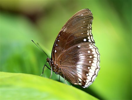 Beautiful butterfly photographed closeup on green background Stock Photo - Budget Royalty-Free & Subscription, Code: 400-08250938