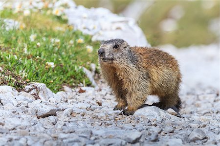 Alpine marmot (Marmota marmota) in Italian Dolomites Foto de stock - Super Valor sin royalties y Suscripción, Código: 400-08250950