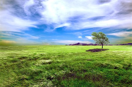 simsearch:400-07189007,k - Sunset green fields and tree landscape. Meadows dreamscape Fotografie stock - Microstock e Abbonamento, Codice: 400-08251449