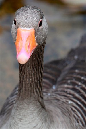 Greylag Goose head close up with focus on the eyes. Narrow depth-of-field. Photographie de stock - Aubaine LD & Abonnement, Code: 400-08251535