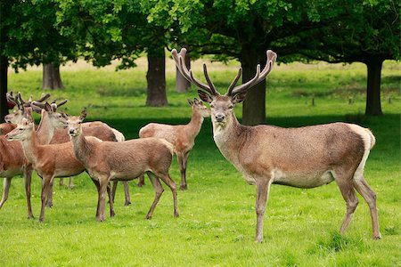 richmond park - Lone Red Deer and a herd of Doe grazing on a meadow field Stock Photo - Budget Royalty-Free & Subscription, Code: 400-08251532