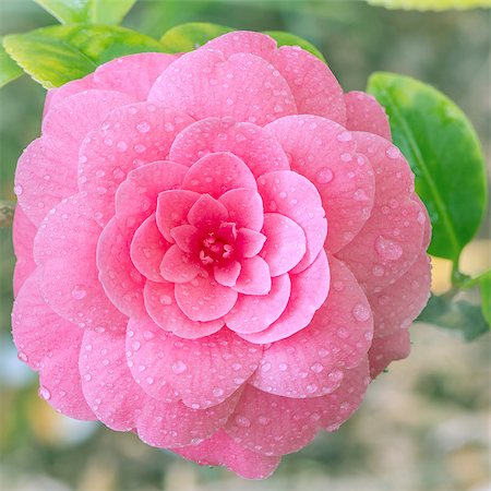 Flower of japanese camellia on the branch. Photographie de stock - Aubaine LD & Abonnement, Code: 400-08252085