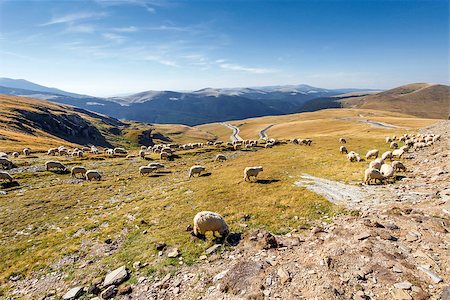 simsearch:400-04672084,k - Flock of sheeps eating grass on top of the mountain in Romania Fotografie stock - Microstock e Abbonamento, Codice: 400-08252081