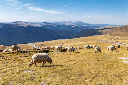 simsearch:400-04672084,k - Flock of sheeps eating grass on top of the mountain in Romania Fotografie stock - Microstock e Abbonamento, Codice: 400-08252082
