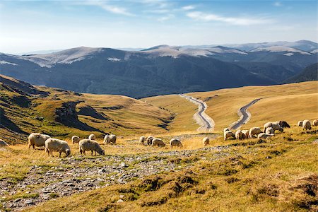 simsearch:400-04672084,k - Flock of sheeps eating grass on top of the mountain in Romania Fotografie stock - Microstock e Abbonamento, Codice: 400-08252083