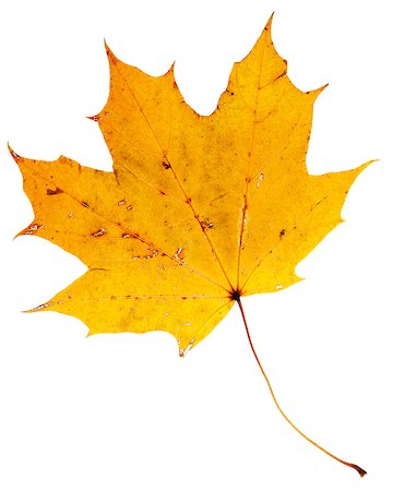 simsearch:400-07675553,k - Beautiful golden dry maple leaf isolated on white background Stock Photo - Budget Royalty-Free & Subscription, Code: 400-08252173