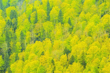 simsearch:400-09070594,k - Colorful background of the deep mountain forest. Stock Photo - Budget Royalty-Free & Subscription, Code: 400-08252409