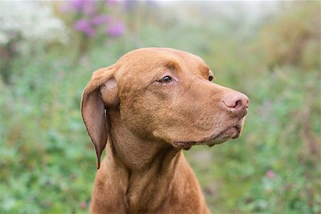 simsearch:400-04746113,k - A female Vizsla dog (Hungarian Pointer) stares into the distance. Foto de stock - Royalty-Free Super Valor e Assinatura, Número: 400-08252683