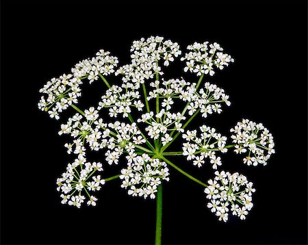 queen anne's lace - A macro close-up of Queen Anne's lace wildflower against a black background. Stock Photo - Budget Royalty-Free & Subscription, Code: 400-08252820