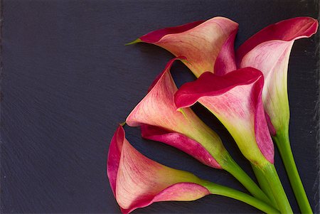 Pink calla lilly flowers on black  background Photographie de stock - Aubaine LD & Abonnement, Code: 400-08252924