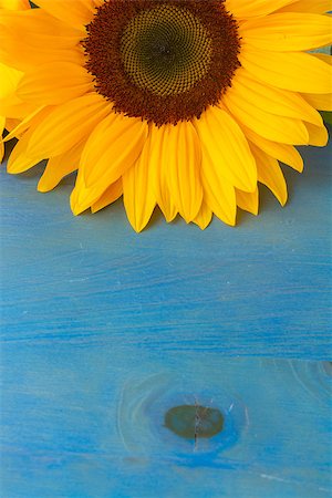 pic of one sunflower and stem - one beautiful bright sunflower on blue background Stock Photo - Budget Royalty-Free & Subscription, Code: 400-08252921