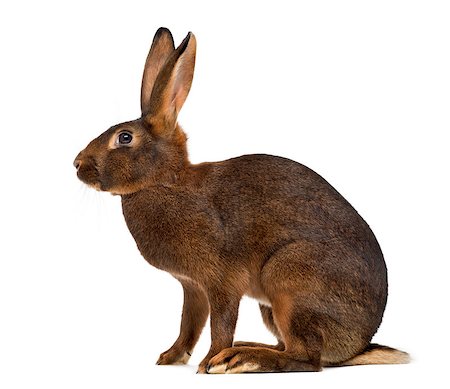 simsearch:400-08258583,k - Belgian Hare in front of a white background Photographie de stock - Aubaine LD & Abonnement, Code: 400-08253401